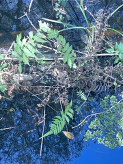 Thelypteridaceae