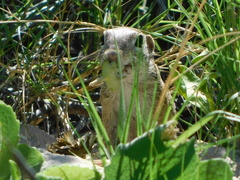 Xerospermophilus spilosoma