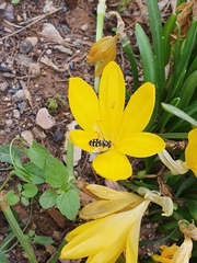 Sternbergia lutea lutea