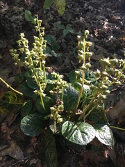 Pyrola americana