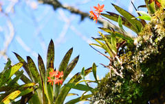 Prosthechea vitellina