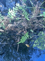 Thelypteridaceae