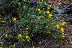 Heterotheca