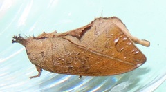 Peratodonta