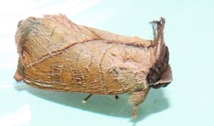 Peratodonta