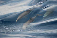 Stenella coeruleoalba