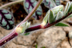 Onobrychis mazanderanica