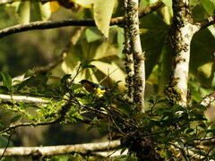 Anisognathus somptuosus