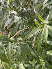 Amsonia tabernaemontana