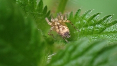 Anyphaena