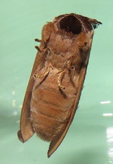 Peratodonta