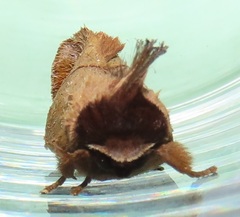 Peratodonta