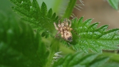 Anyphaena