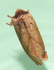 Peratodonta