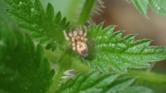 Anyphaena