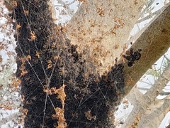 Parawixia bistriata