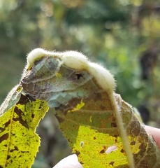 Neolasioptera vernoniae