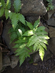Tectaria fuscipes