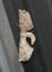 Parepisparis excusata