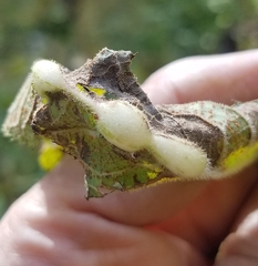 Neolasioptera vernoniae