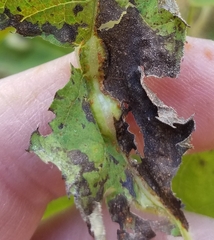 Neolasioptera vernoniae