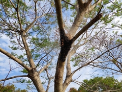 Parawixia bistriata