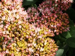 Hylotelephium telephioides