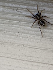 Corinnidae