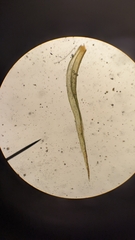 Orthotrichum columbicum