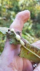 Neolasioptera vernoniae