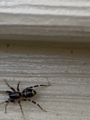 Corinnidae