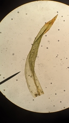 Orthotrichum columbicum
