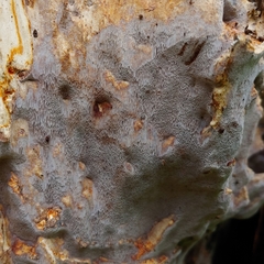 Tinctoporellus epimiltinus