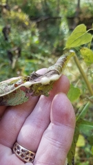 Neolasioptera vernoniae