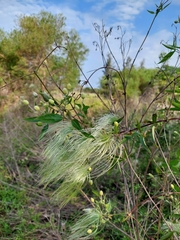 Clematis montevidensis