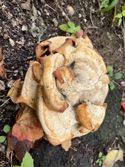 Bondarzewia berkeleyi