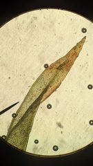 Orthotrichum columbicum