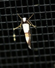 Monopis icterogastra