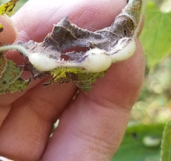 Neolasioptera vernoniae