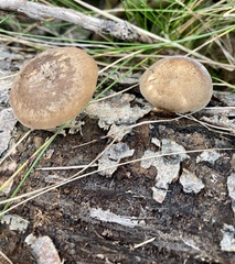 Lentinus