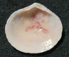 Semele proficua