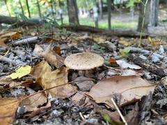 Amanita rubescens