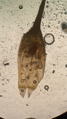 Orthotrichum columbicum