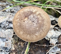 Lentinus