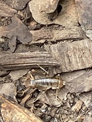 Ceuthophilus californianus