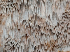 Tinctoporellus epimiltinus