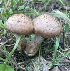 Pholiota terrestris