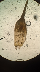 Orthotrichum columbicum