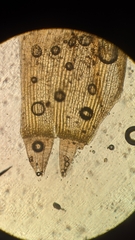 Orthotrichum columbicum