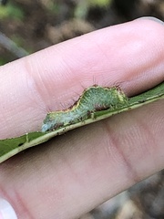 Acronicta lithospila